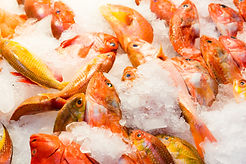 fresh-fish-in-market-M9BHTGW.jpg